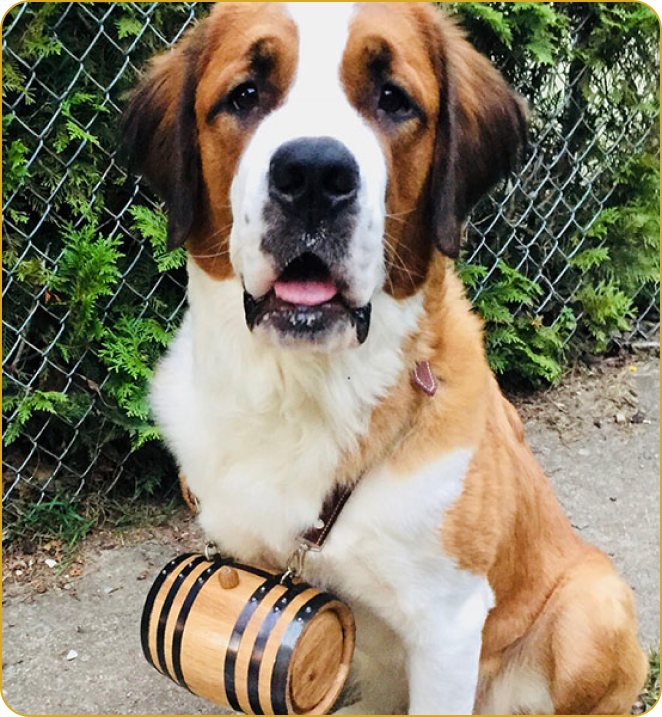 1L Saint Bernard Barrel